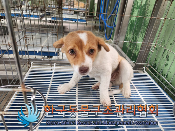 한국동물구조관리협회_441559202300332